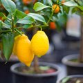 Kaip iš sėklos užauginti citrinmedį