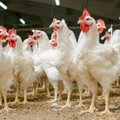 Bulgarijos ūkyje nustatytas paukščių gripas
