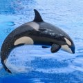 Rusijoje iš „banginių kalėjimo“ paleistos dar trys orkos