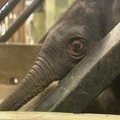 Singapūro zoologijos sode nufilmuotas drambliuko gimimas