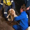 Australijoje išgelbėtas penkias dienas oloje išbuvęs kurčias šuo