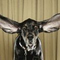 Šuo iš JAV Kolorado valstijos pripažintas ilgiausių ausų savininku