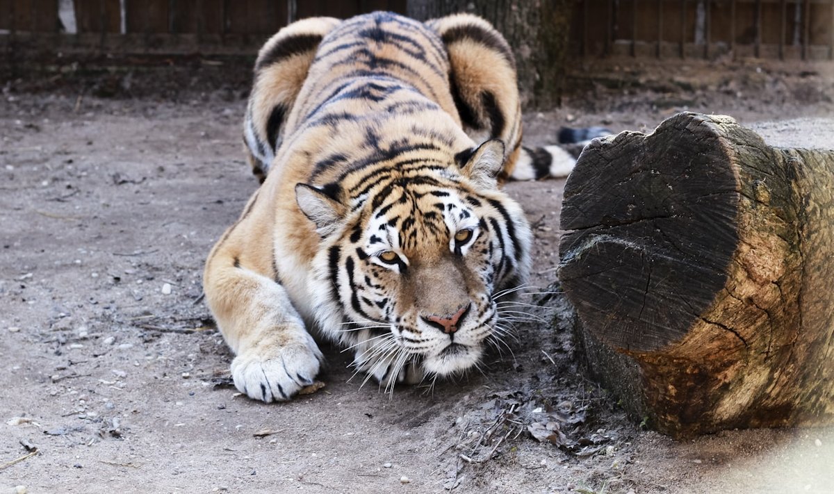Tigras zoologijos sode