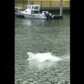 Australus nustebino netikėtai į kanalą užklydęs delfinas