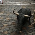 Ispanijos Konstitucinis Teismas atšaukė bulių kautynių draudimą Katalonijoje