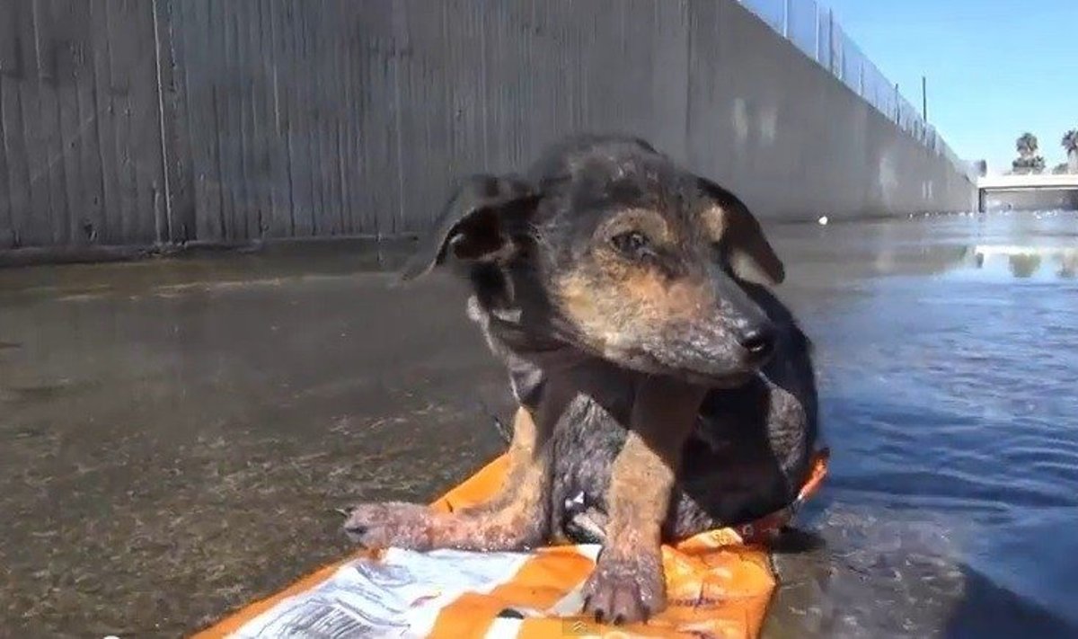 Benamis šuo išmestas į betoninį kanalą