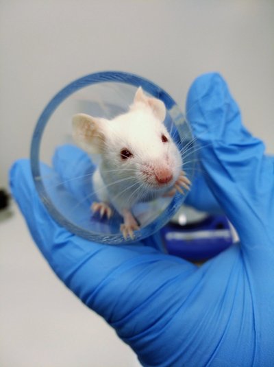 Laboratorinės pelės