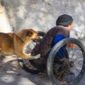 Neįtikėtina ištikimybė: šuo kiekvieną dieną nustumia neįgalų šeimininką į darbą