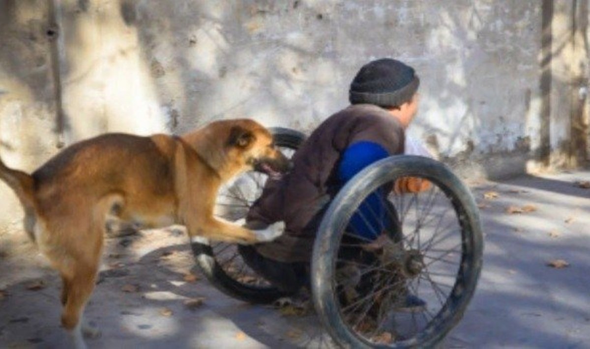 Šuo stumia neįgalų šeimininką