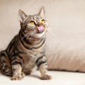 Tūkstančius kačių ištyrę mokslininkai pateikė verdiktą, kurių veislių katės gyvena ilgiausiai 