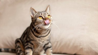 Tūkstančius kačių ištyrę mokslininkai pateikė verdiktą, kurių veislių katės gyvena ilgiausiai 