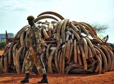 Kenijoje deginamas dramblio kaulas