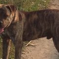 Vilniuje ieškomi du pabėgę šunys