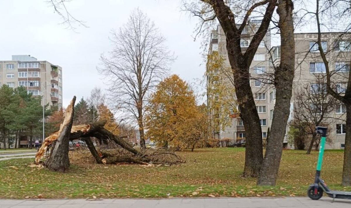  Stiprus vėjas išvertė kelis medžius Vienas didelis medis šeštadienį virto J. Basanavičiaus ir Rasos gatvių sankryžoje. Medis nuvirto ant žalios vejos, netoli elektros skydinės.