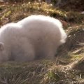 Didžiojoje Britanijoje po 25 metų pertraukos pasaulį išvydo baltojo lokio mažylis