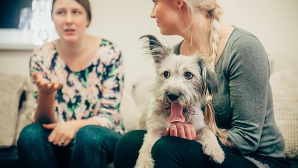 Šunų elgsenos ekspertė pataria: ką daryti, jei šuo graužia daiktus ir šlapinasi ant sofos