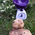 Bulviakasio siurprizai – bulvė gigantė