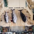 Japonijos banginių medžiotojai šeimininkavo draustinyje aplink Antarktidą