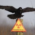 Mokslininkai nustatė, jog Černobylio zonoje paukščiai prisitaikė prie radiacijos
