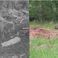 В шилутских лесах замечены медвежата: неужели в Литву вернулись медведи?