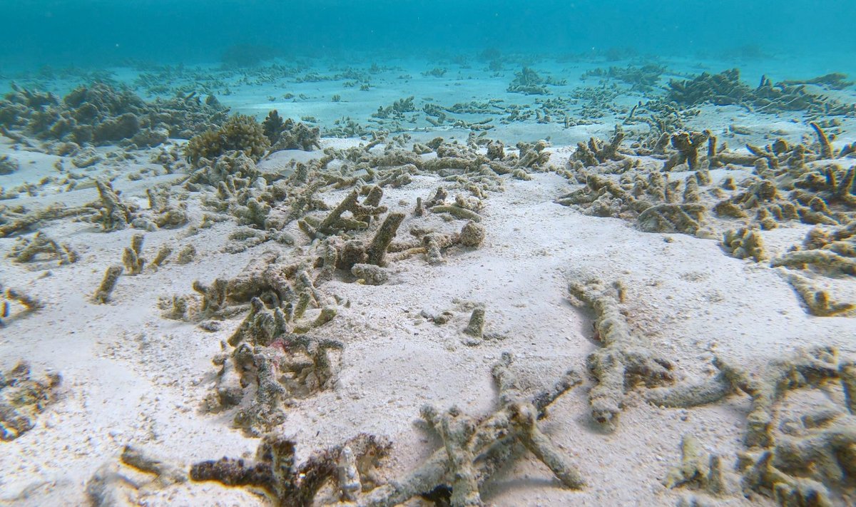 Nykstantys koraliniai rifai