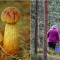 Puiki žinia grybautojams: Lietuvoje plinta nauja vertingų grybų rūšis