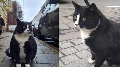 Riebus katinas tapo populiariausiu Lenkijos miesto turistų traukos objektu