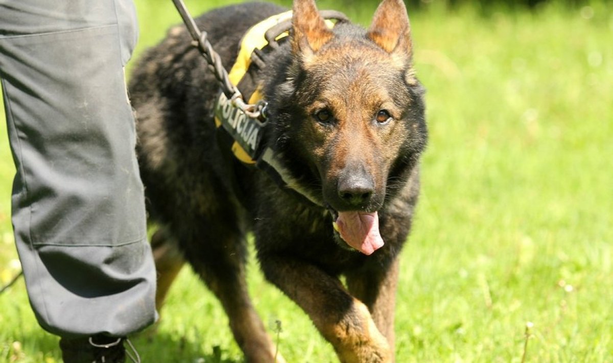 Литовские кинологи будут работать на Олимпийских играх в Париже - Delfi RU