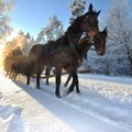 Nauja lietuvių aistra - nuosavas žirgas