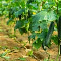 Ko reikia agurkų suklestėjimui: trąšos iš gliukozės, mielių ir kepimo sodos