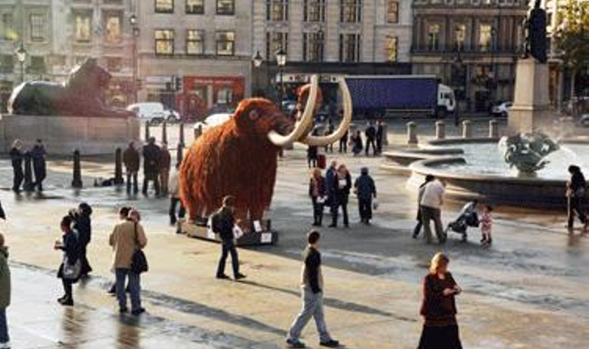 Realaus dydžio mamuto statula trečiadienį pastatyta Londono Trafalgaro aikštėje. Taip reklamuojama Chriso Stringerio knyga „Homo Britannicus“ 