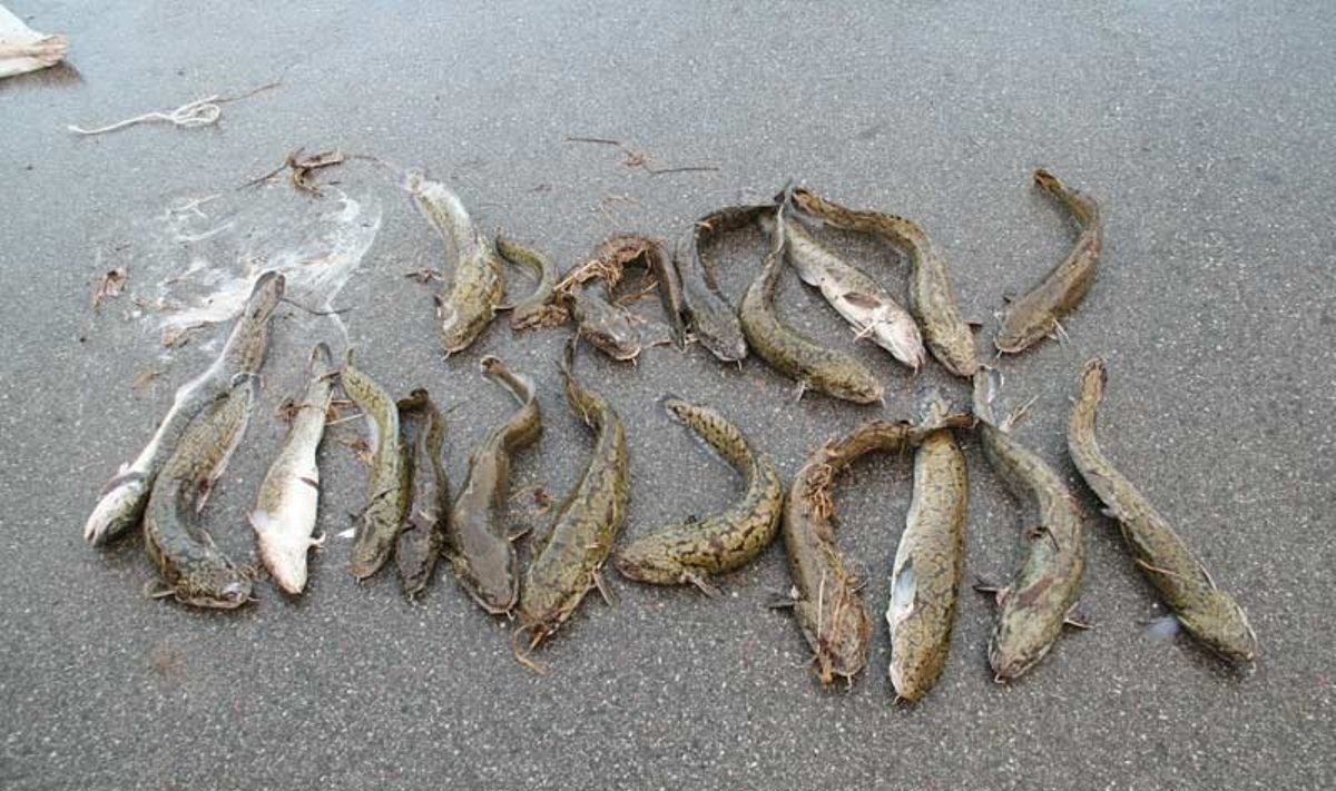 Nemunas šiuo metu sutraukia būrius nelegalių vėgėlių žvejų