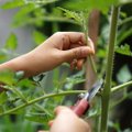 Pomidorų, paprikų ir baklažanų genėjimas: nuo ko pradėti, kad nepakenktumėte derliui