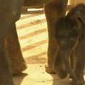 Madrido zoologijos sodo žvaigždė – 100 kg sveriantis drovus drambliukas