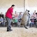 Avių aukcione pirkėjai klojo šimtus litų