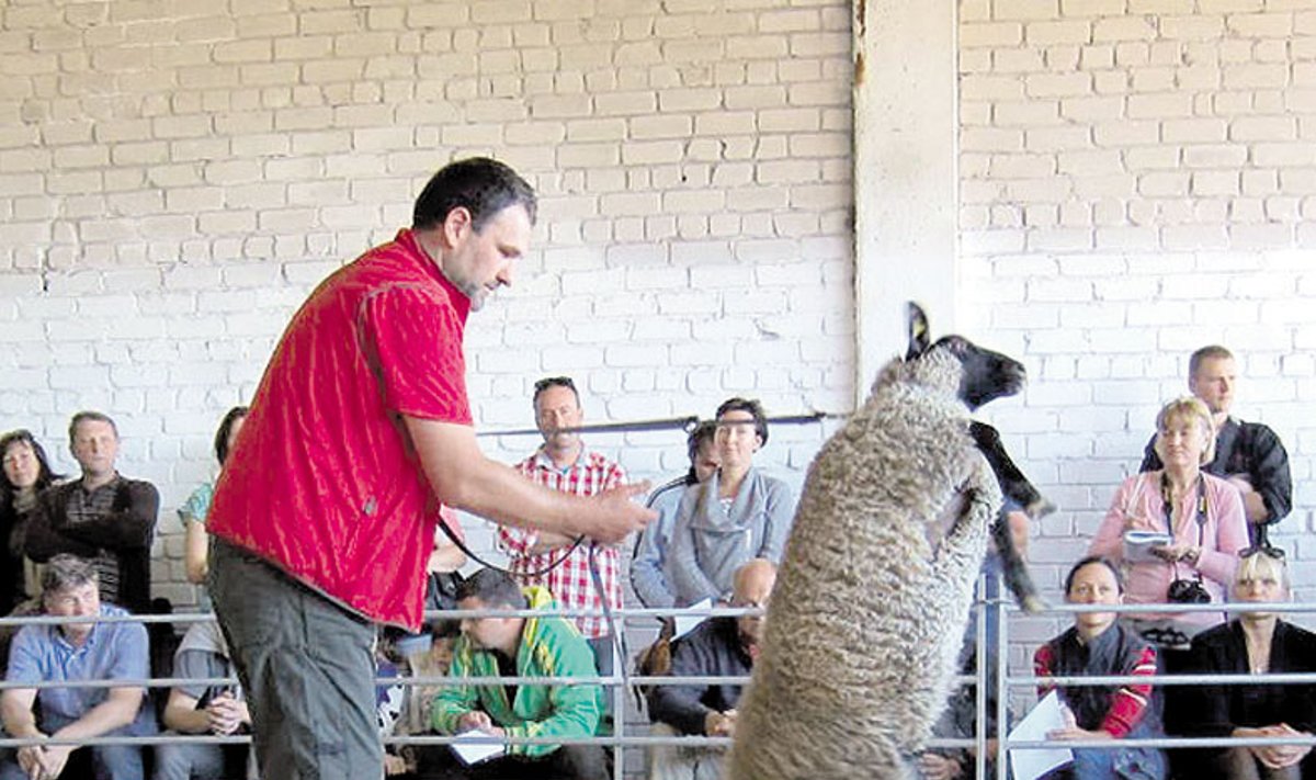 Giedriaus Prakapavičiaus sufolkų avinas buvo parduotas už 610 Lt