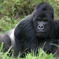 Turizmas gelbsti kalnų gorilas