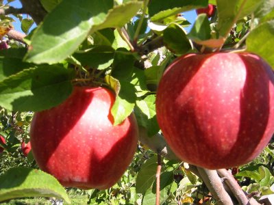 Obuoliai „Sekai-ichi“