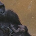Vokietijos zoologijos sode netikėtai gimė goriliukė