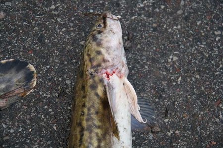 Žuvys sužalojamos brakonierių kabliais