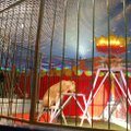 Prancūzija uždraus audinių fermas ir laukinių gyvūnų naudojimą keliaujančiuose cirkuose