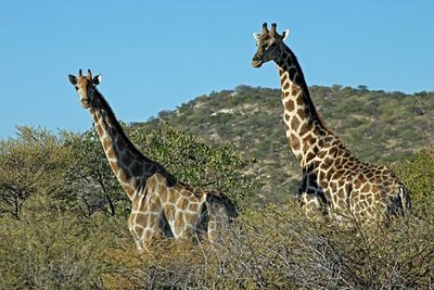  Etošos nacionalinis parkas, Namibija. (Pius Mahimbi / CC BY-SA 2.0)