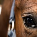 Konkūrų rungties subtilybės jojimo centre „Žirgas“: raitelių iššūkiai vaikantis olimpinės svajonės