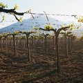 „Lažybos dėl karo“: vynuogynas atskleidžia riziką Moldovos pasienyje