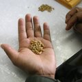 Kai parduotuvės apvilia, kokybiškų sėklų lietuviai ieško JAV, Rusijoje ir Izraelyje