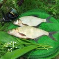 Žvejo ABC: kuo ir kaip gaudyti populiariausias gegužės žuvis