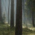 Ukmergės rajone dingęs vyras surastas: pradingėlis apsigyveno miške