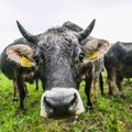 Polish carrier to lose right to transport animals from country