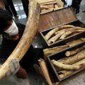 Malaizijoje sulaikyta rekordinė dramblio kaulo kontrabandos siunta