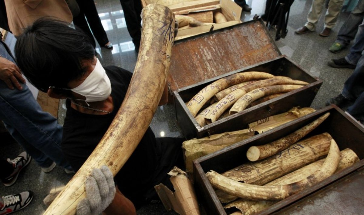 Nelegali prekyba dramblio kaulu nuolat auga ir grasina sunaikinti Afrikos dramblius